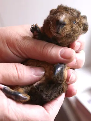 A guinea pig pup being held