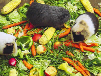 what veggies do guinea pigs eat