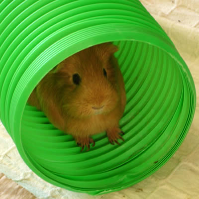 Guinea Pig Tunnels and Tubes