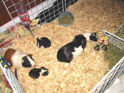 big guinea pig cages