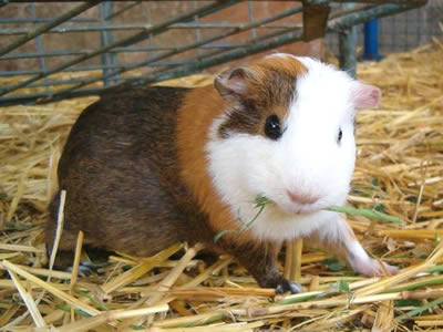 how much hay should i feed my guinea pig
